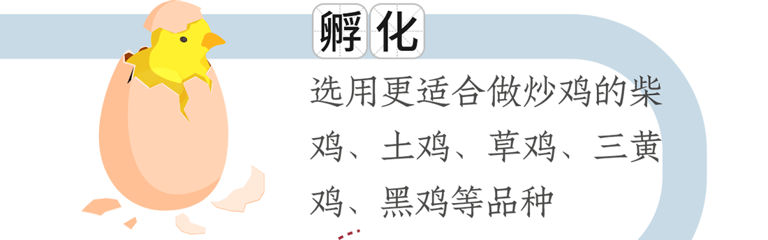 孵化。選用更適合做炒雞的柴雞、土雞、草雞、三黃雞、黑雞等品種